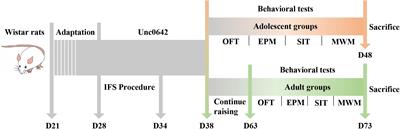 Long-Term Effect of Post-traumatic Stress in Adolescence on Dendrite Development and H3K9me2/BDNF Expression in Male Rat Hippocampus and Prefrontal Cortex